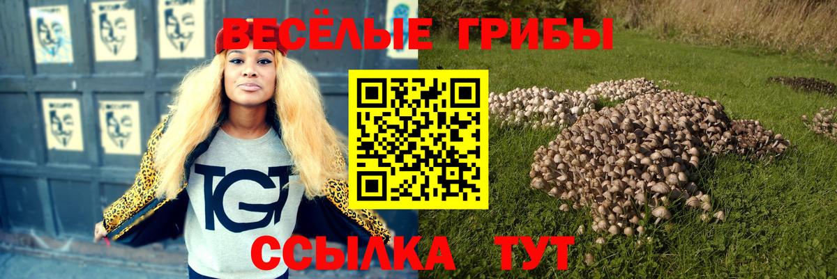 Галлюциногенные грибы Psilocybe Урус-Мартан